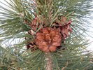 Pinus sylvestris 'Globosa Viridis' Female Cones JWB12.JPG