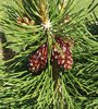 Pinus sylvestris 'Globosa Viridis' Female Cones JWB.JPG