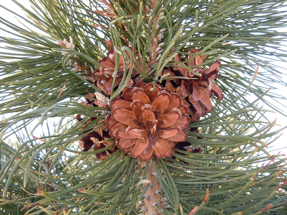 Pinus sylvestris 'Globosa Viridis' Female Cones JWB12.JPG