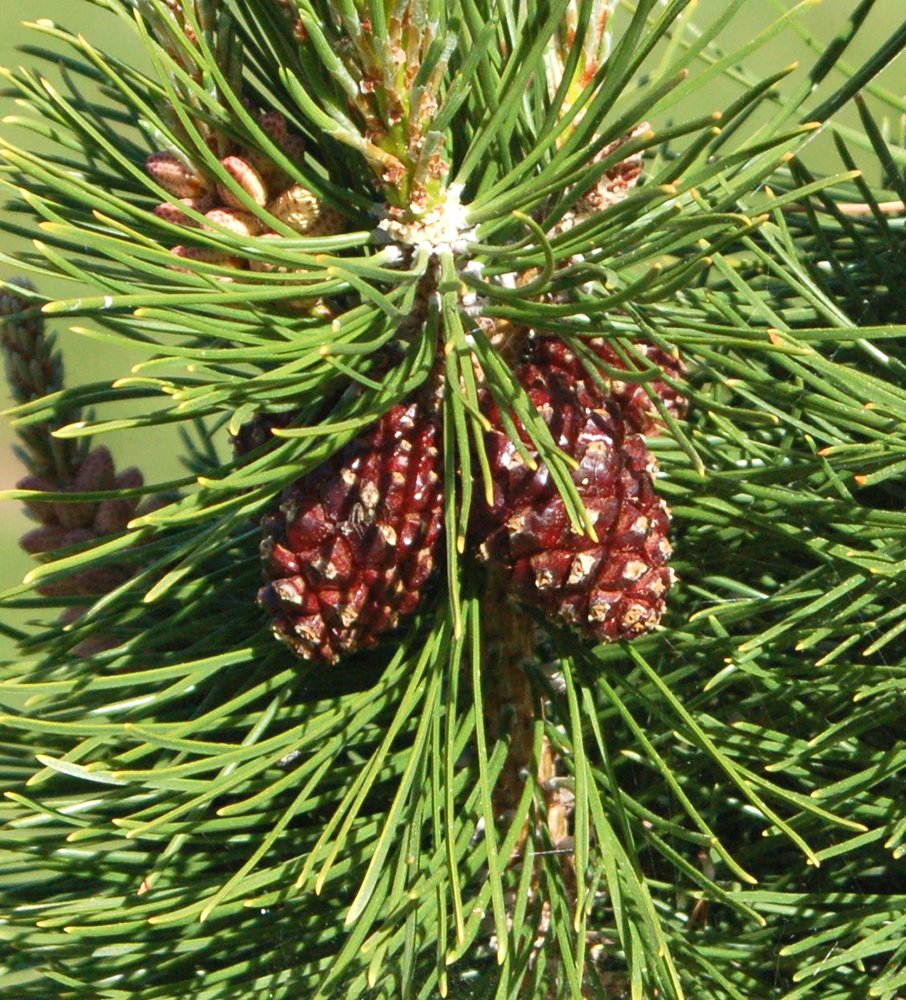 Pinus sylvestris 'Globosa Viridis' Female Cones JWB.JPG