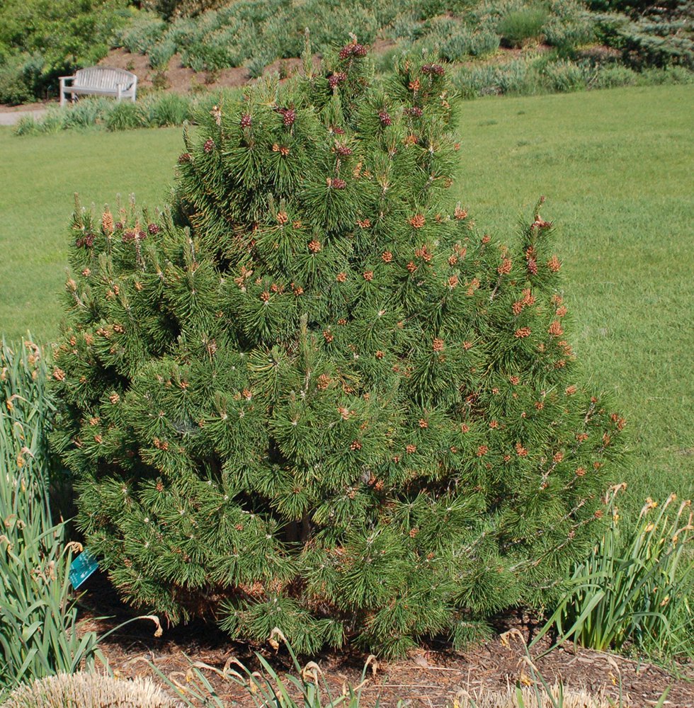 Pinus sylvestris 'Globosa Viridis' Habit JWB.JPG