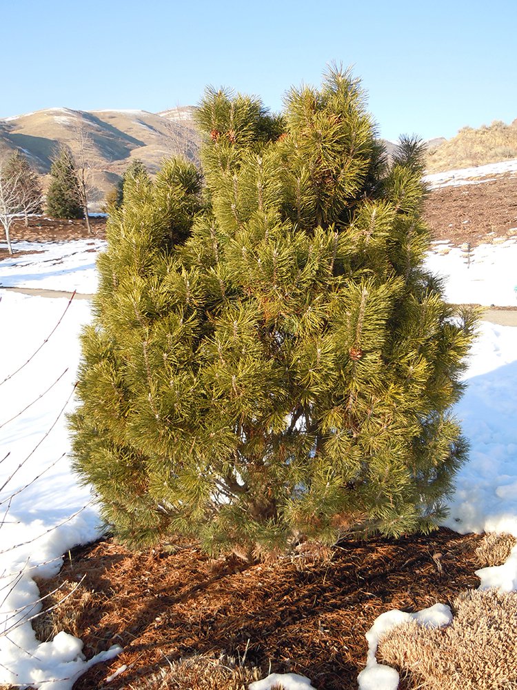 Pinus sylvestris 'Globosa Viridis' Habit JWB12.JPG