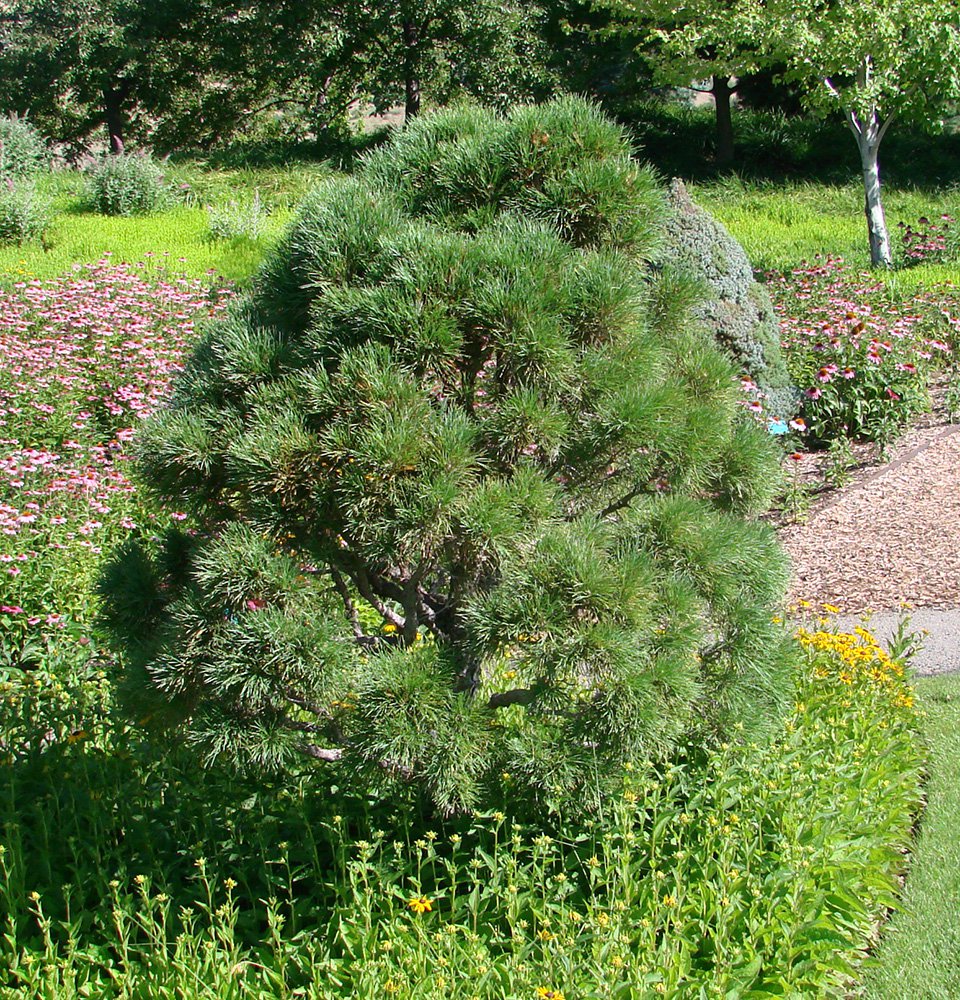 Pinus sylvestris 'Globosa Viridis' Habit KA13.jpg