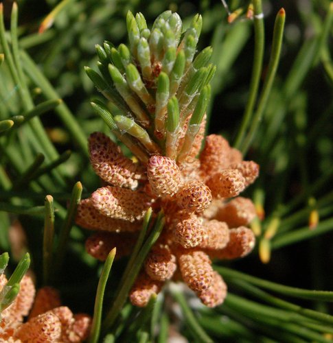 Pinus sylvestris 'Globosa Viridis' Male Cones JWB.JPG