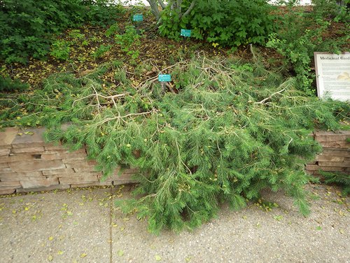 Pinus sylvestris 'Hillside Creeper' Habit JWB15.JPG