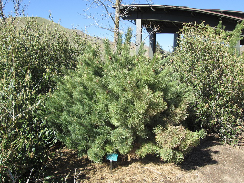 Pinus sylvestris 'Plumosa' Habit JAW16.JPG