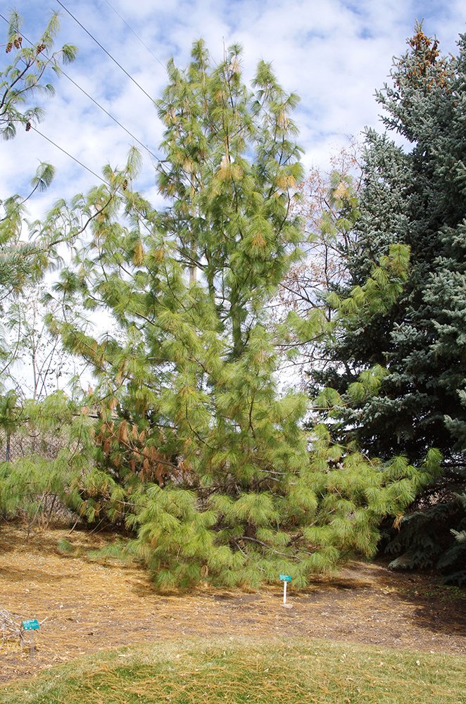Pinus wallichiana Habit JWB13.JPG