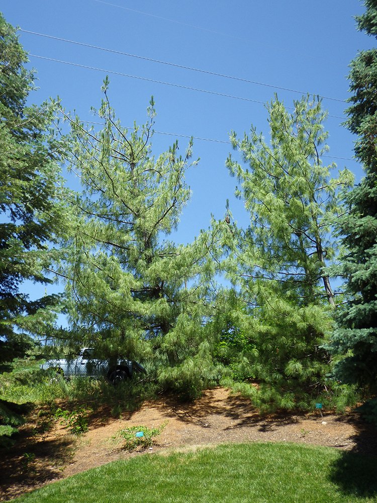 Pinus wallichiana Habit JWB15.JPG