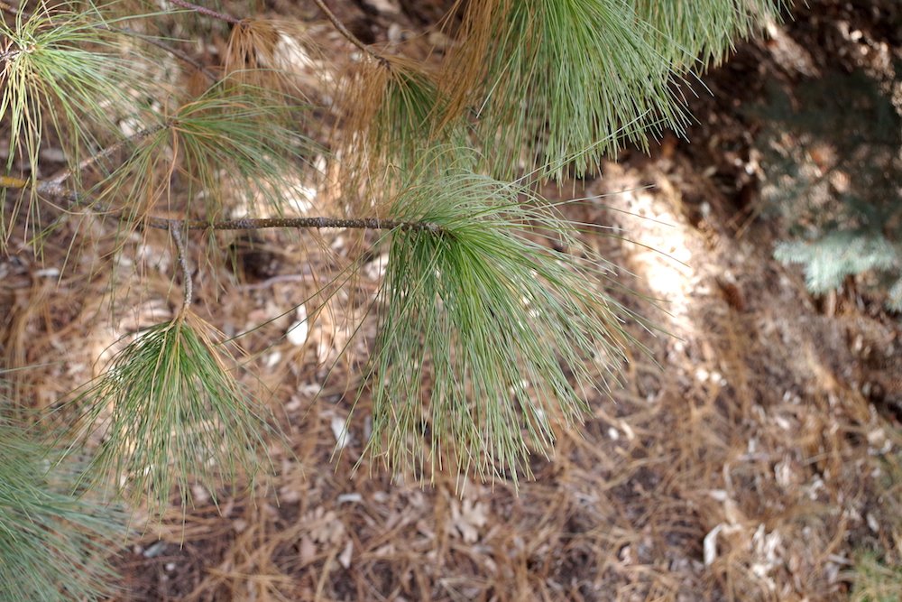 Pinus wallichiana Leaves 5 HMS18.JPG
