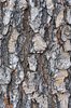 Pistachia-chinensis-Bark-1-GLE21.JPG