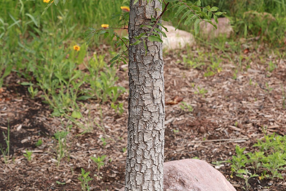 Pistacia chinensis Bark KDW16.JPG