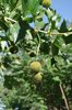 Platanus-x-acerifolia-'Bloodgood'-Fruit-Summer-HMS19.JPG
