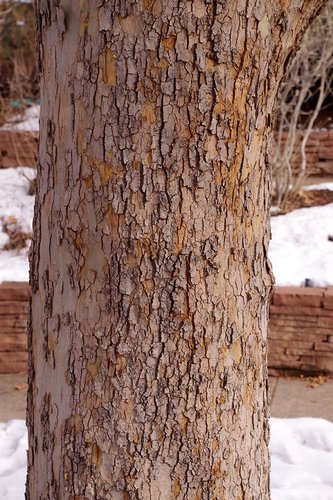 Platanus x acerifolia 'Bloodgood' Bark 1 JWB19.JPG