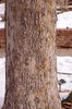 Platanus x acerifolia 'Bloodgood' Bark 2 JWB19.JPG