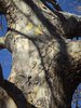 Platanus x acerifolia 'Bloodgood' Bark HMS16.JPG