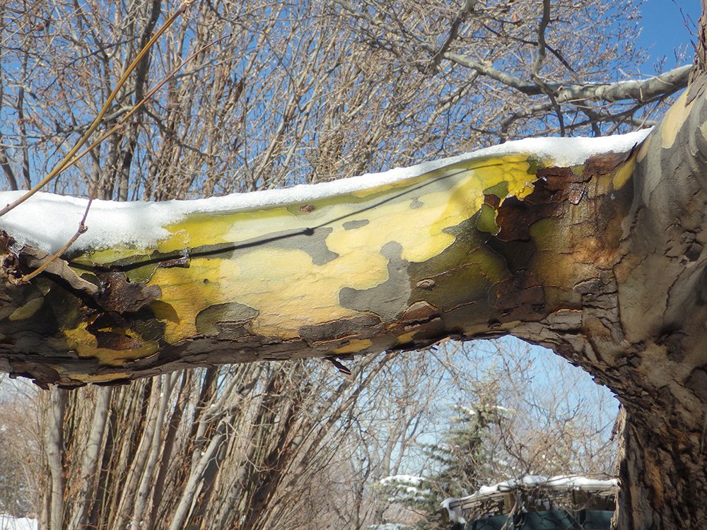 Platanus x acerifolia 'Bloodgood' Bark JWB17.JPG