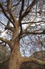 Platanus x acerifolia 'Bloodgood' Branches and Trunk HMS15.JPG