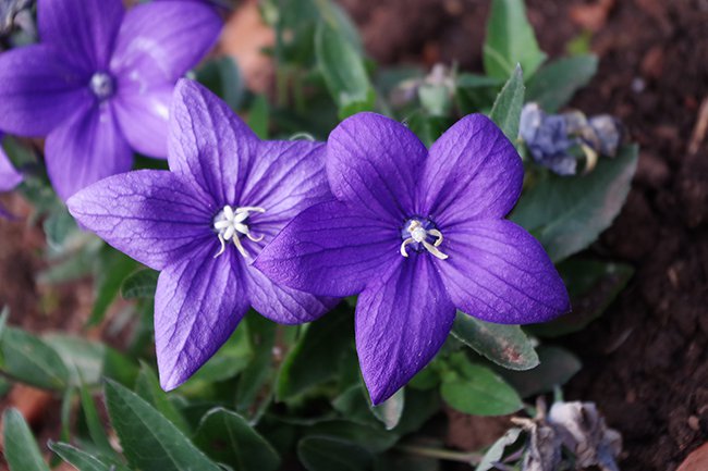 Platycodon-grandiflora-&#x27;Astra Blue&#x27;-Flowers-Fall-JWB21.jpg