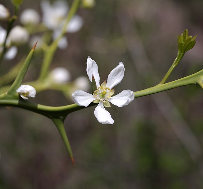 Poncirus-trifoliata-Flowers-4-JWB23