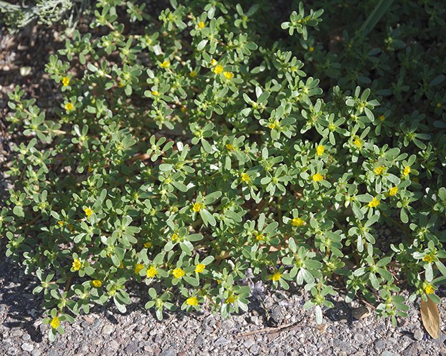 Portulaca-oleracea-Habit-in-Bloom-1-JWB22