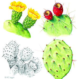 Prickly Pear - waterwise image
