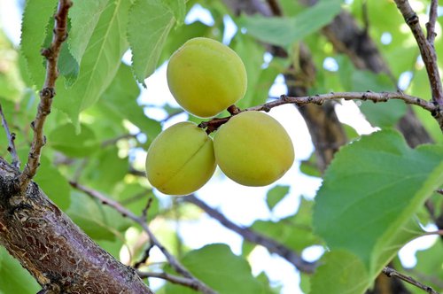 Prunus-armeniaca-Fruits-1-GLE21.JPG