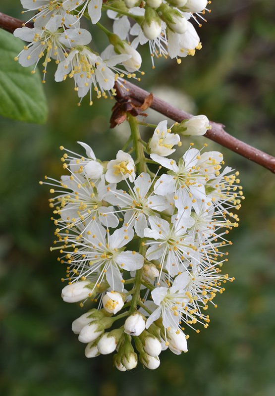 Prunus-maackii-&#x27;Jefree&#x27;-Flowers-1-JWB21.JPG
