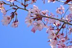 Prunus-sargentii-'Fastigiata'-Flowers-1-GLE21.JPG
