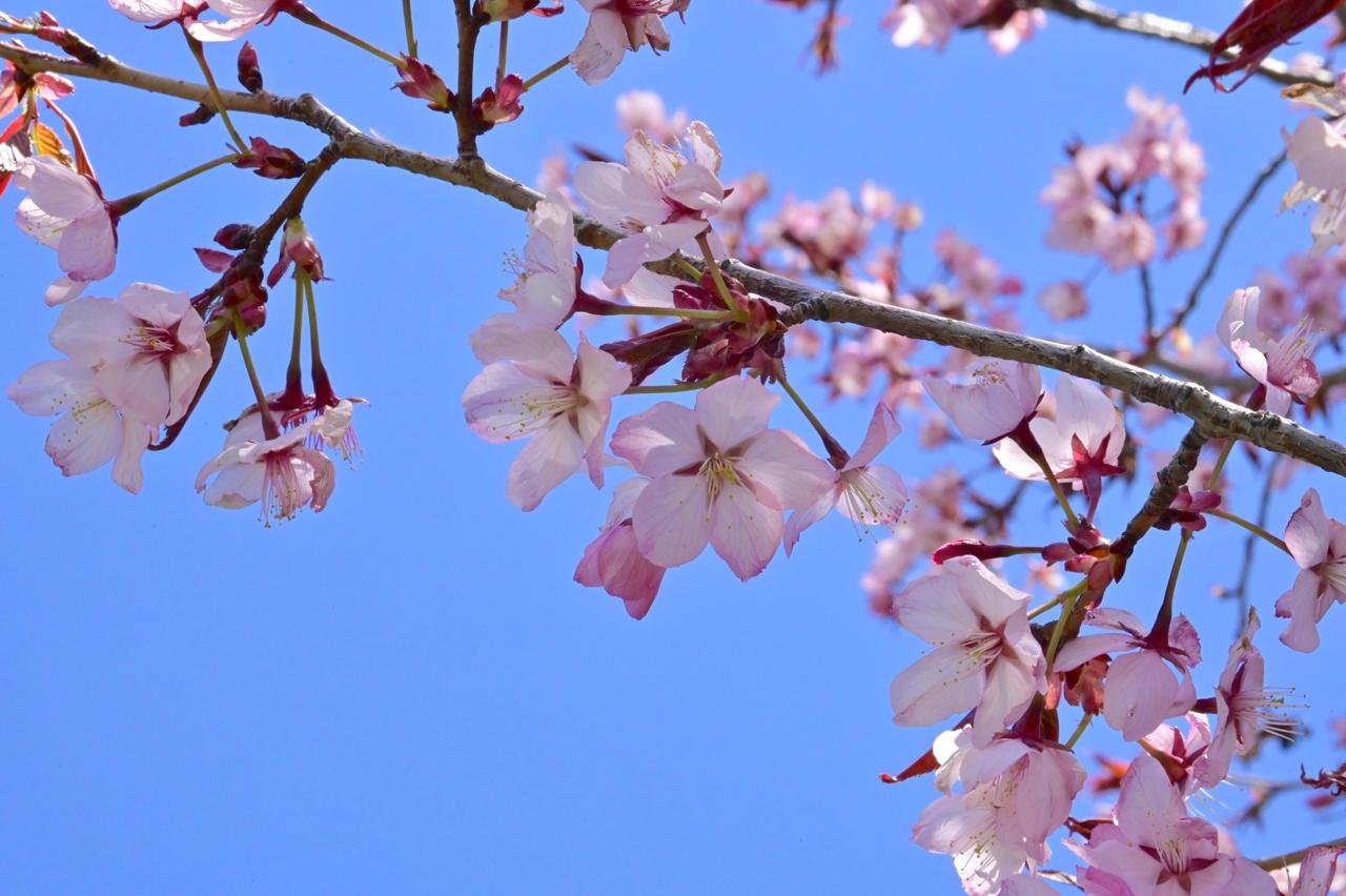 Prunus-sargentii-'Fastigiata'-Flowers-1-GLE21.JPG