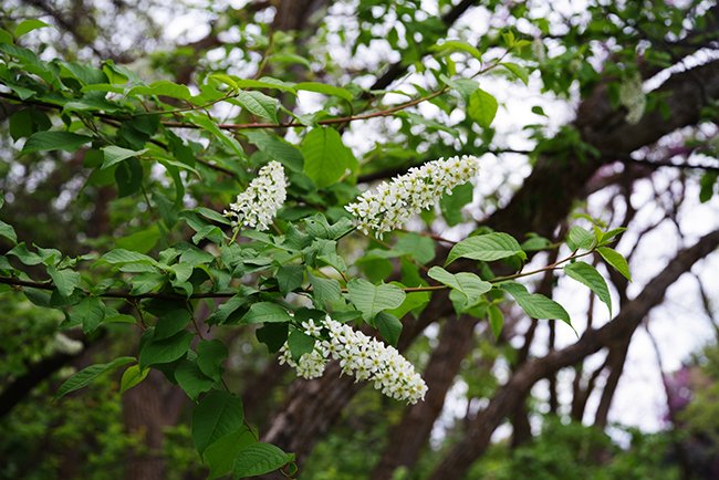 Prunus-virginiana-Flower-Spring-HMS25