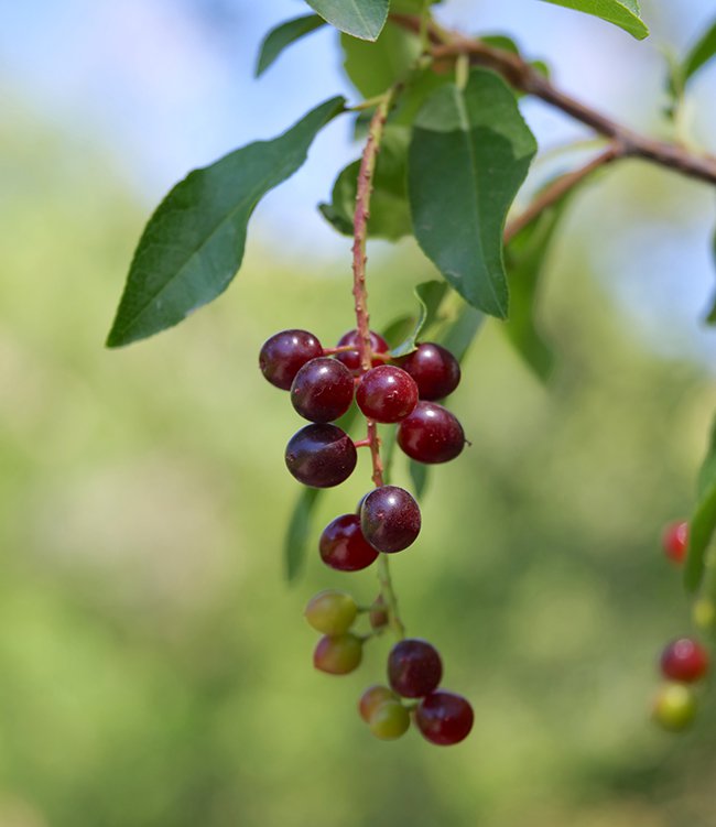 Prunus-virginiana-Fruits-1-JWB22