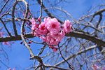 Prunus-x-blireana-Flowers-1-GLE21.JPG