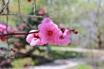 Prunus-x-blireana-Flowers-2-GLE21.JPG