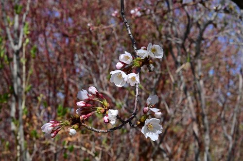 Prunus-x-yedoensis-Flowers-1-GLE21.JPG
