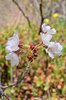 Prunus-x-yedoensis-Flowers-3-GLE21.JPG