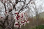 Prunus armeniaca Flowers 1 MJD19.JPG