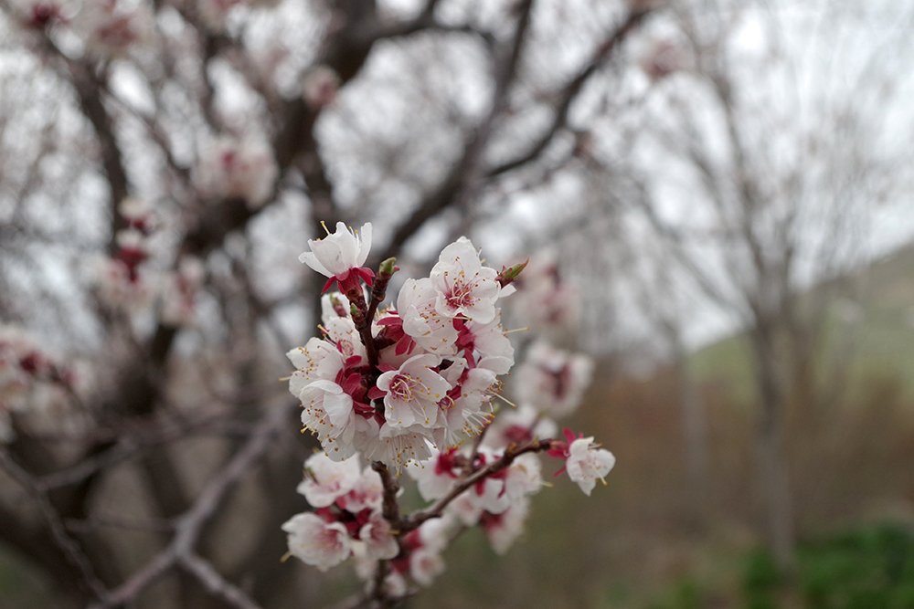 Prunus armeniaca Flowers 1 MJD19.JPG