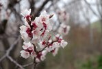 Prunus armeniaca Flowers 2 MJD19.JPG
