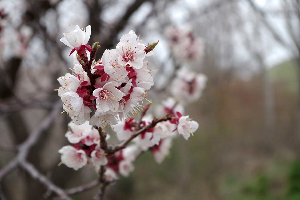 Prunus armeniaca Flowers 2 MJD19.JPG