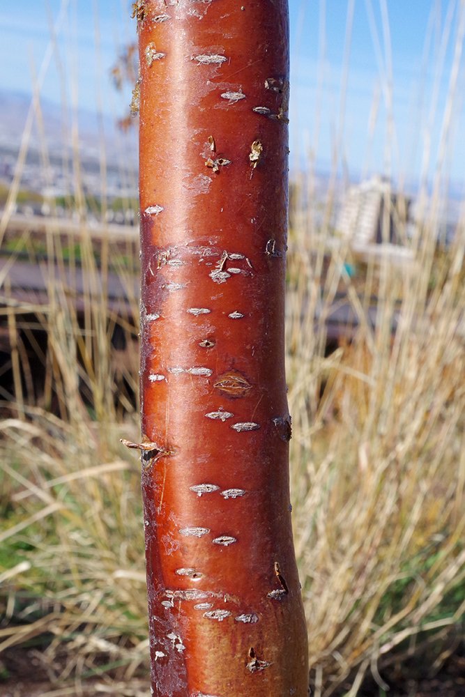 Prunus maackii Bark 1 JWB19.JPG