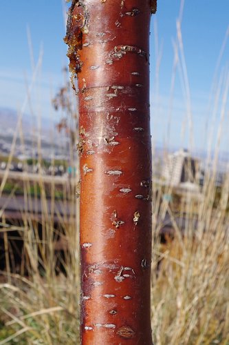 Prunus maackii Bark 2 JWB19.JPG