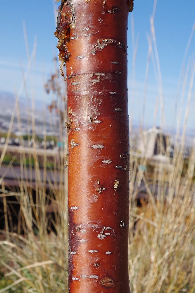 Prunus maackii Bark 2 JWB19.JPG