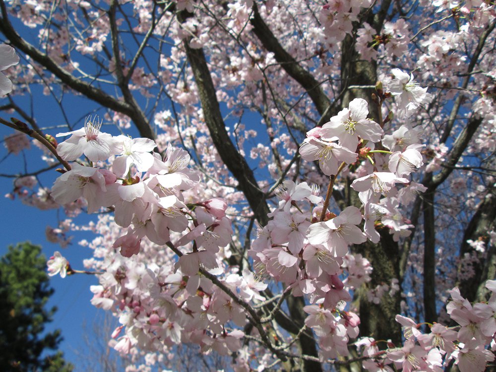Prunus sargentii 'Fastigiata' Flower JAW16.JPG