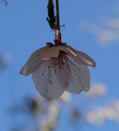 Prunus sargentii 'Fastigiata' Flower Side GCB.jpg