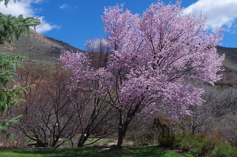 Prunus sargentii 'Fastigiata' Habit 3 AGA16.JPG