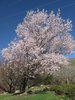 Prunus sargentii 'Fastigiata' Habit JAW16.JPG