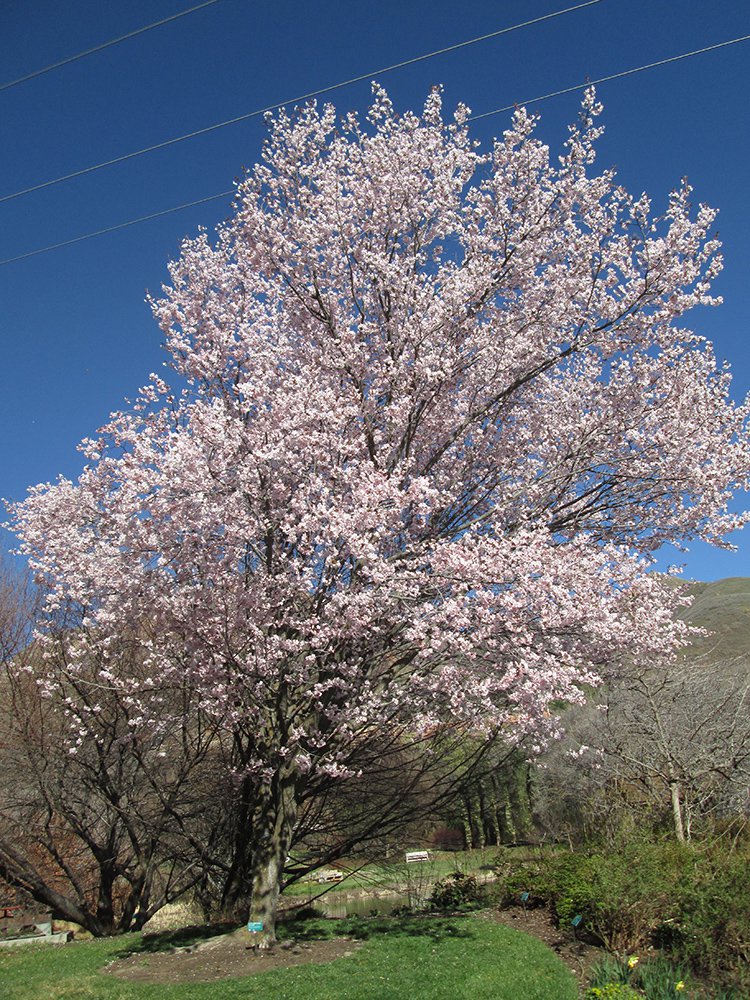 Prunus sargentii 'Fastigiata' Habit JAW16.JPG