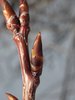 Prunus virginaiana Leaf Bud JWB17.JPG