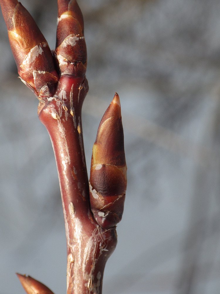 Prunus virginaiana Leaf Bud JWB17.JPG
