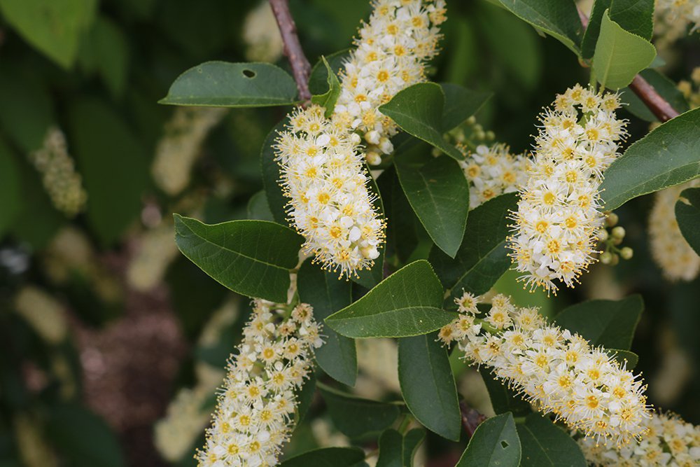 Prunus virginiana Flower 1 KDW16.JPG